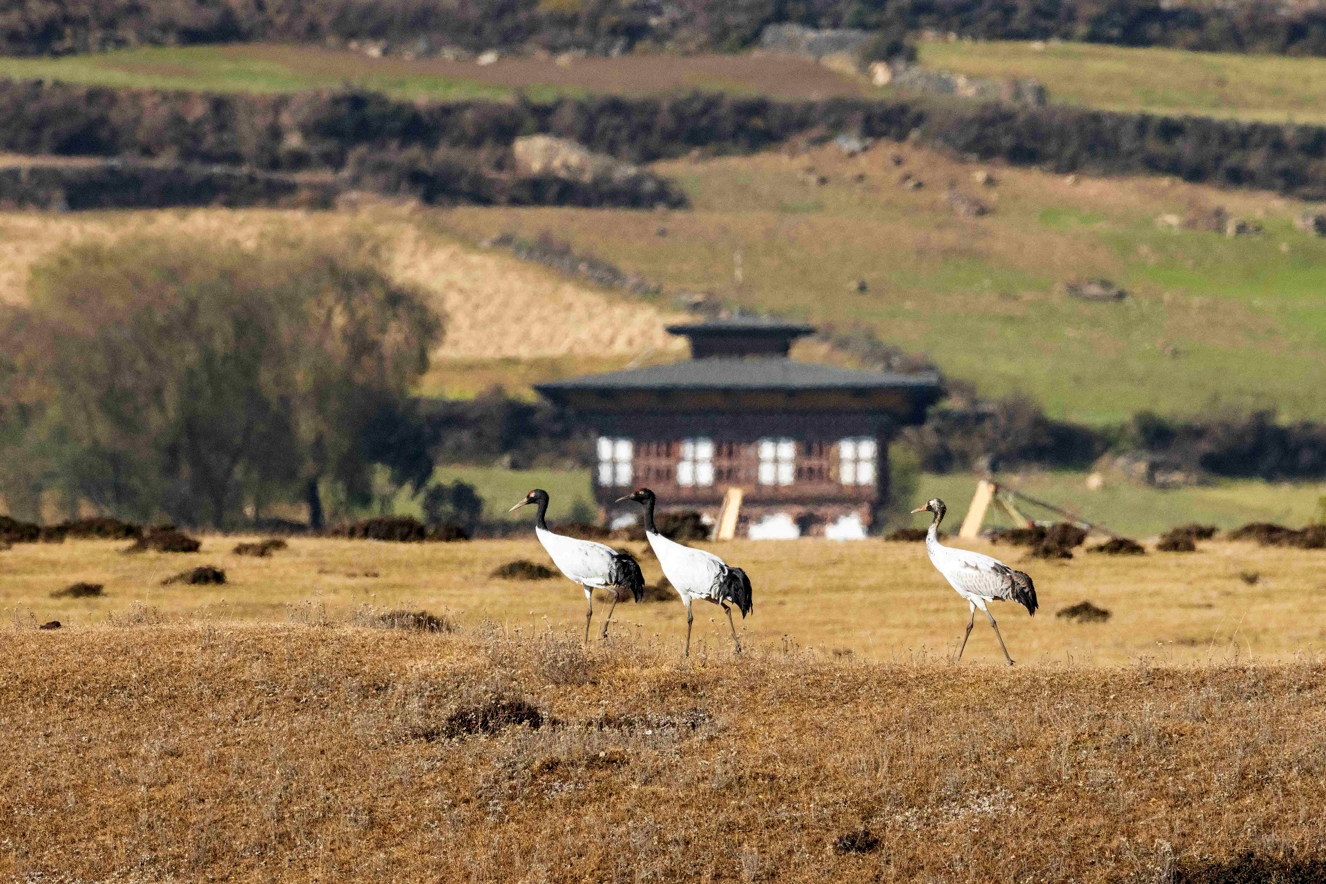 Punakha