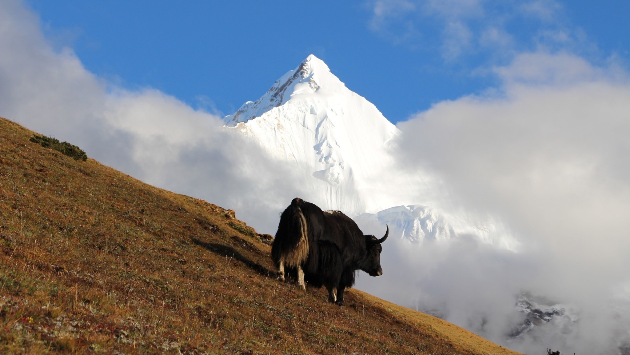 Jomolhari Trek